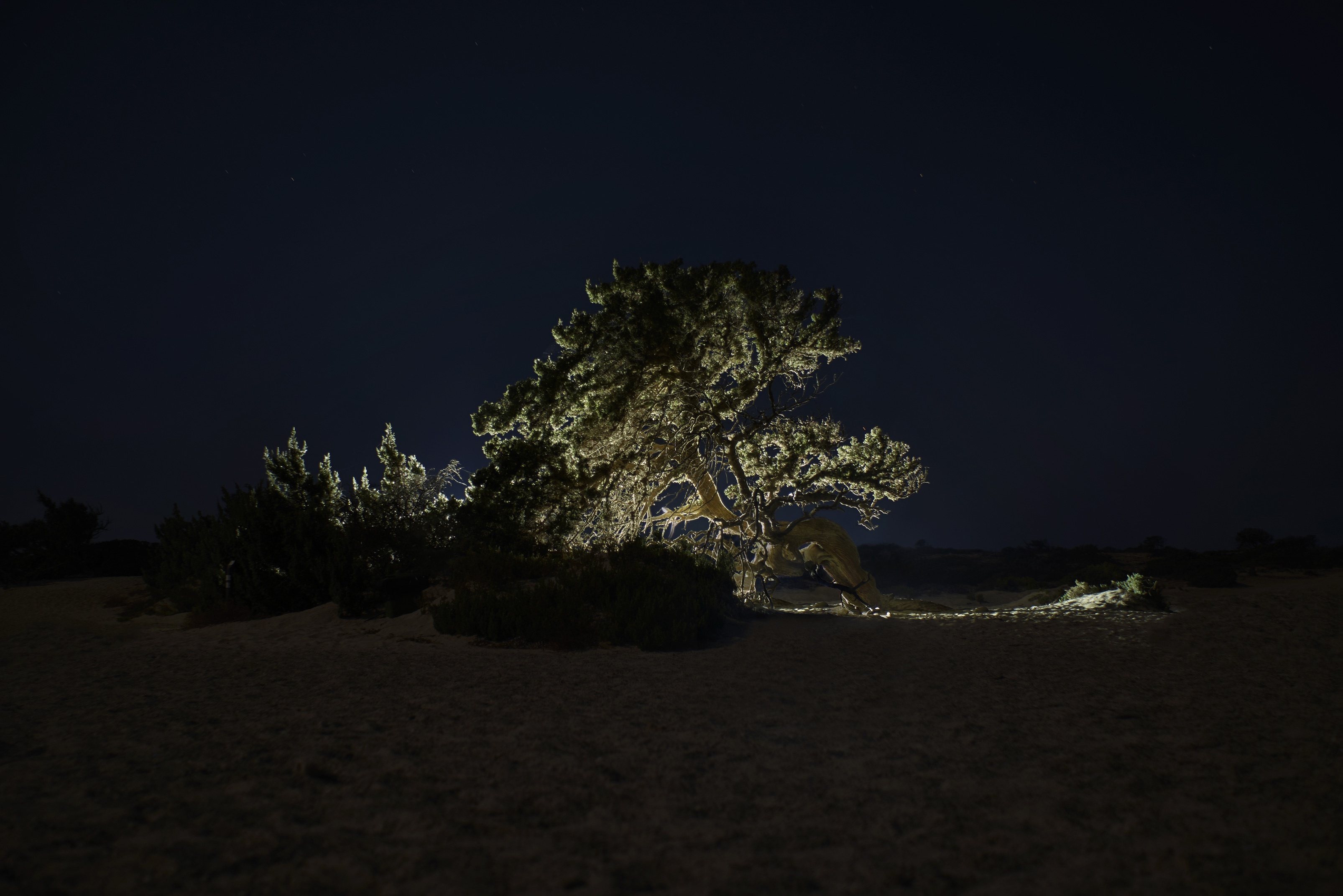 Juniperus_00006
