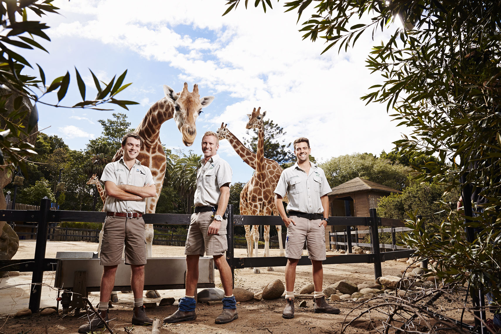 Giraffe handlers, Taronga Zoo